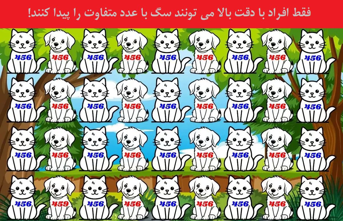 تست تمرکز سگ با عدد متفاوت