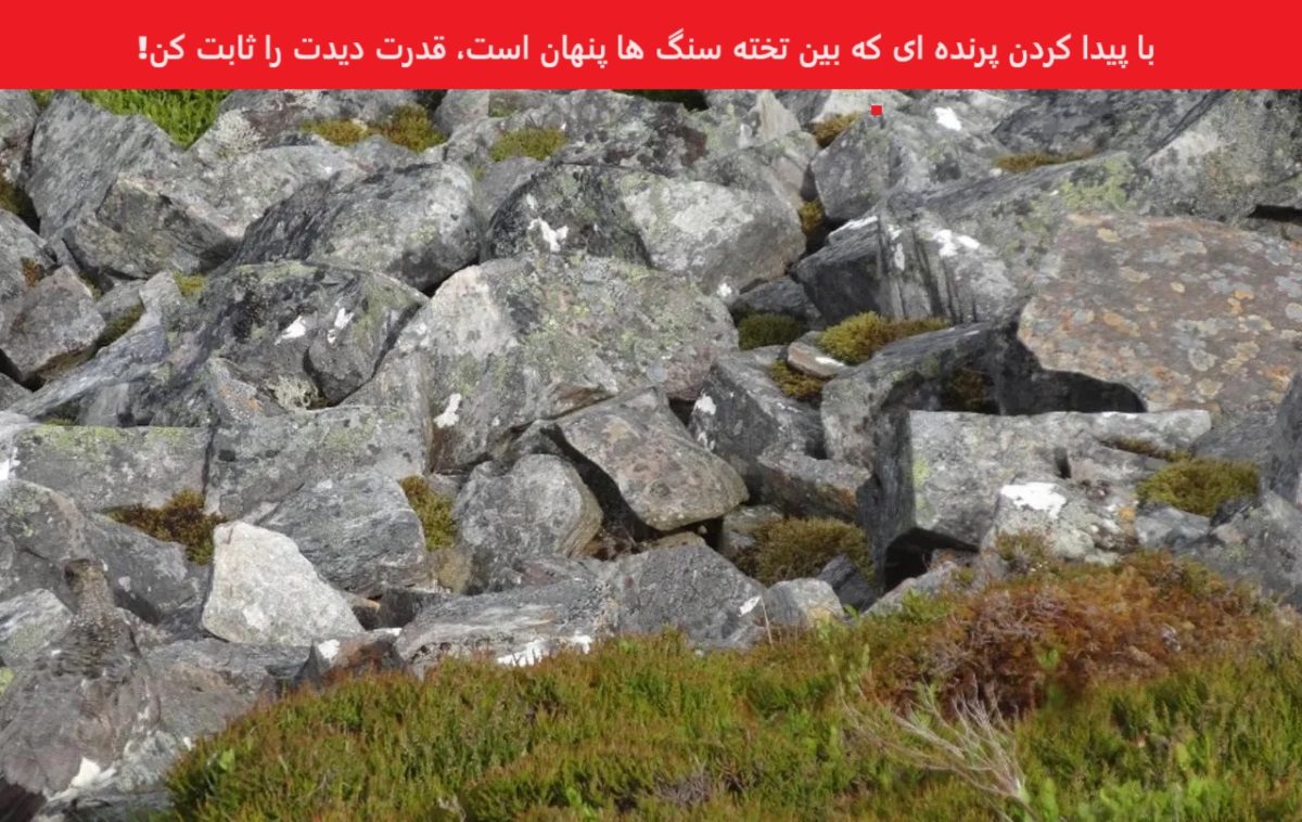 آزمون قدرت تمرکز با پرنده مخفی