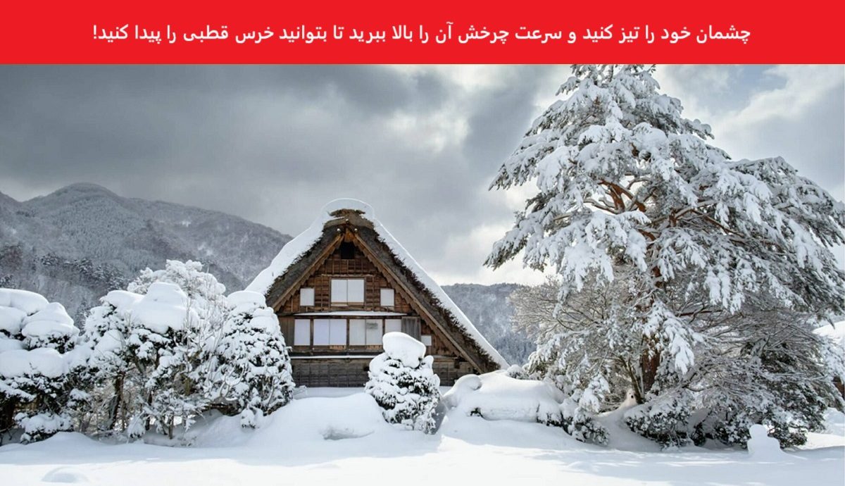 تست بینایی یافتن خرس قطبی در میان درختان