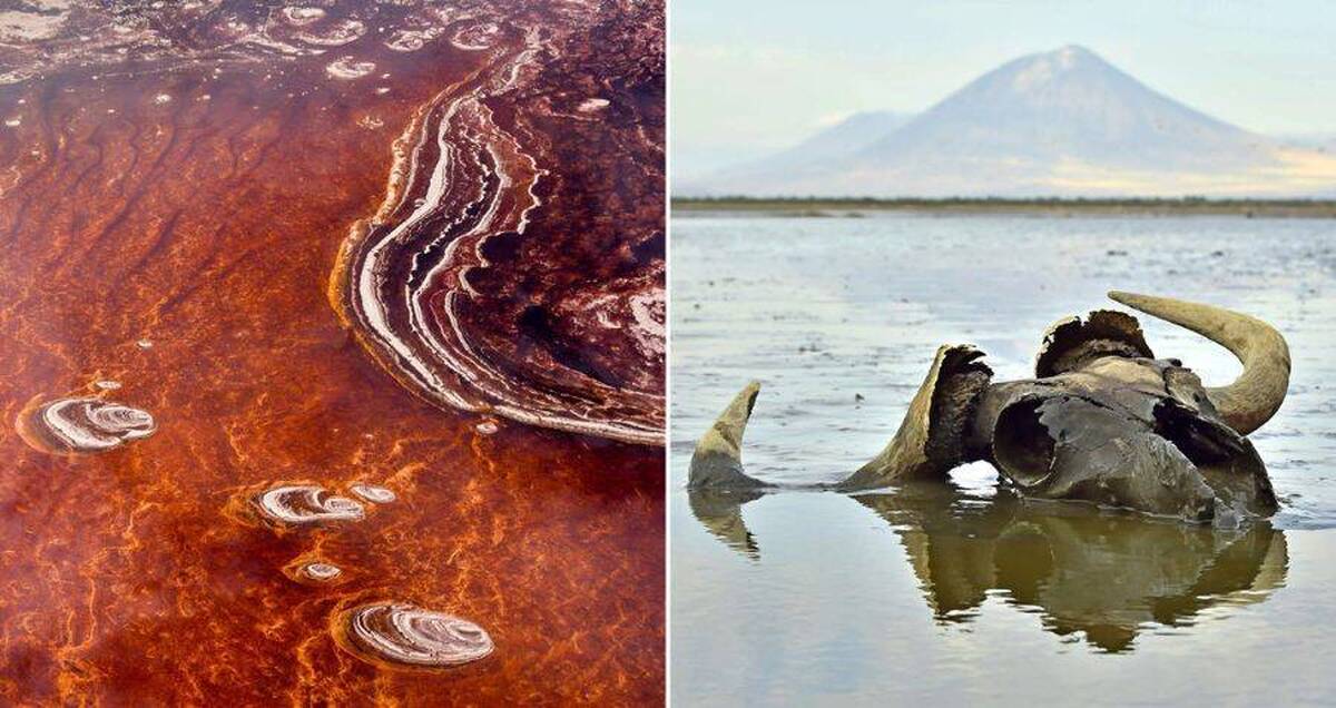 دریاچه ناترون ، یکی از مخوفترین جاهای دنیا تانزانیا (عکس)