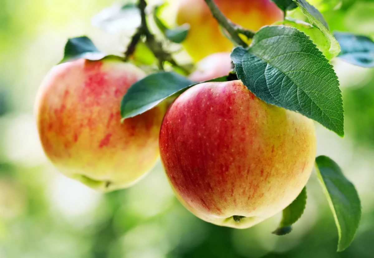 میوه های چاق کننده-سیب