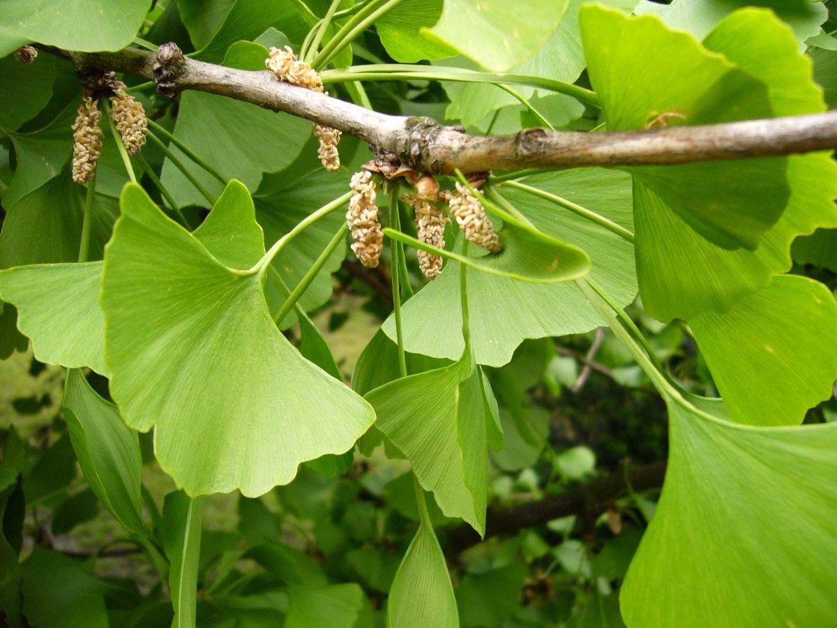 دمنوش برای جلوگیری از ریزش مو-1