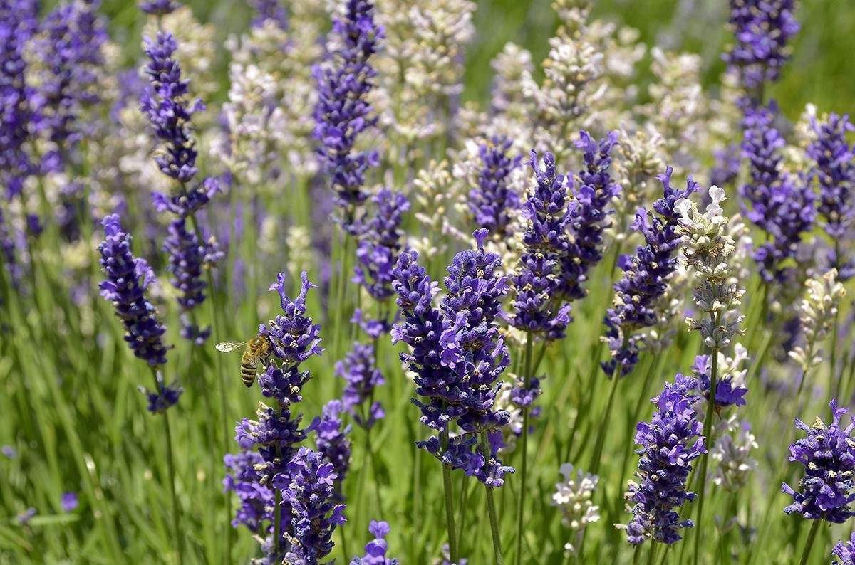 دمنوش برای جلوگیری از ریزش مو-3