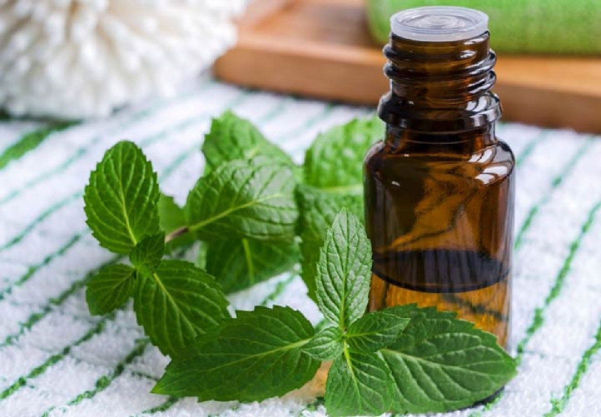 دمنوش برای جلوگیری از ریزش مو-5