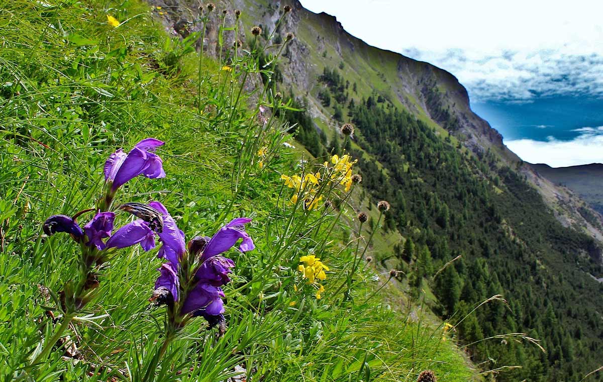 خواص درمانی بادرنجبویه