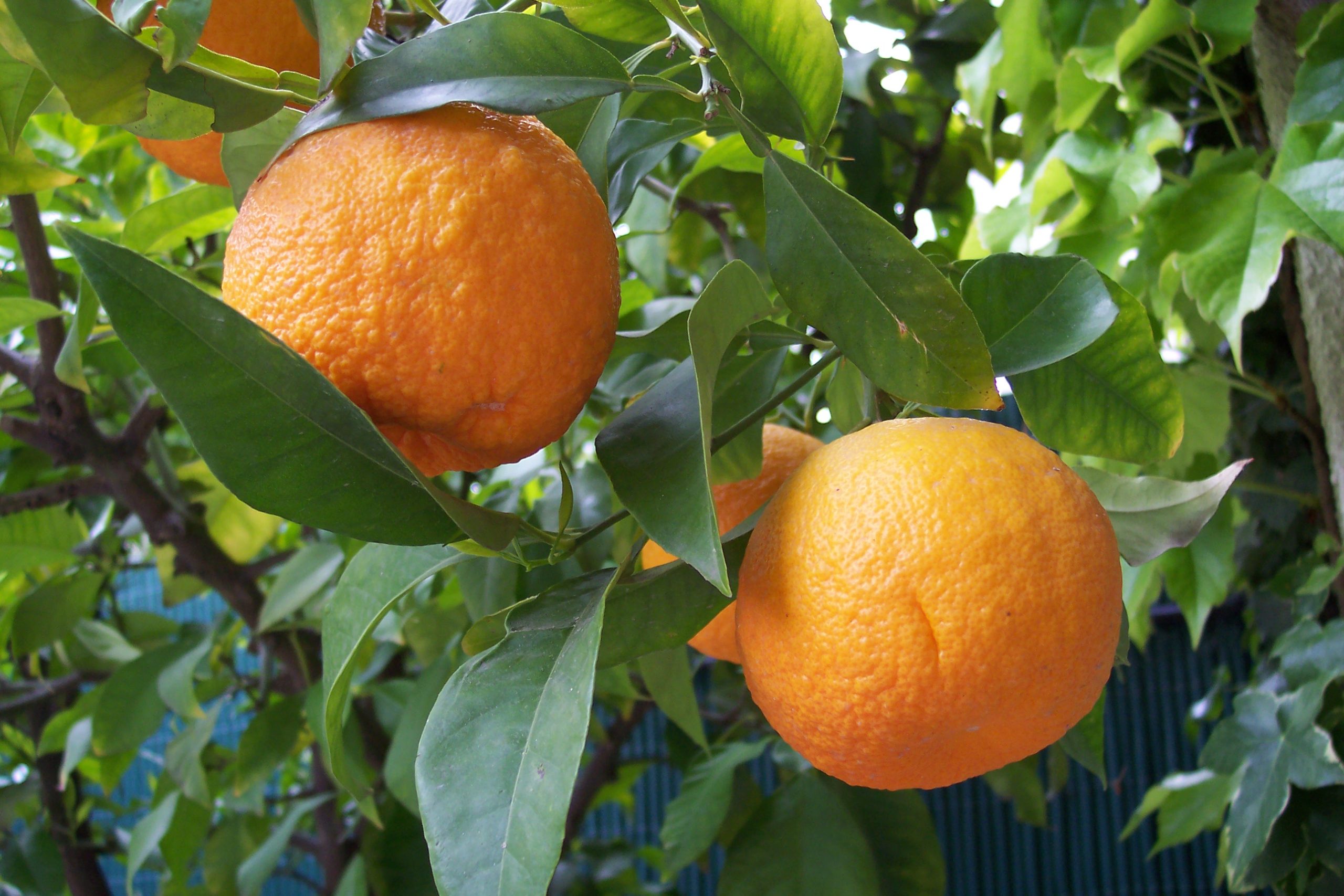 خواص دمنوش بهار نارنج-2