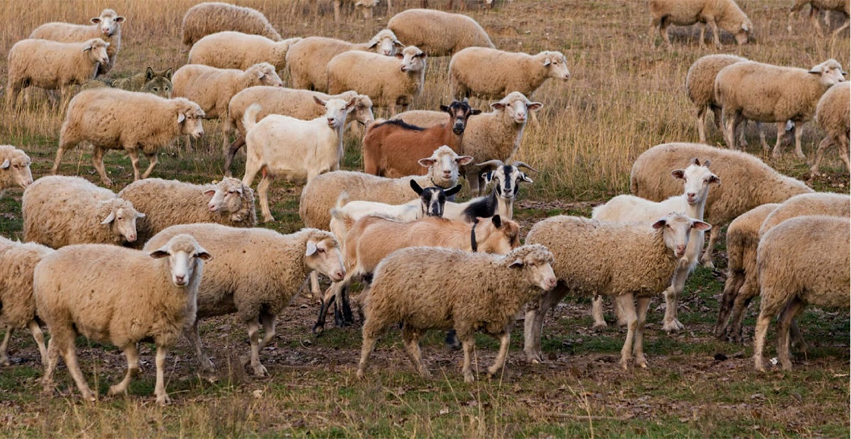 تست قدرت بینایی با گرگ گله