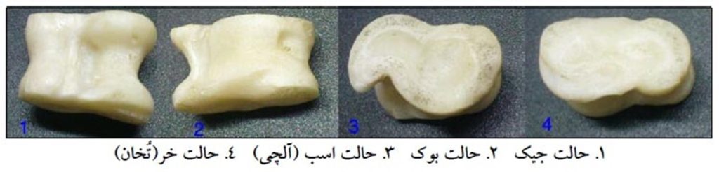 اصطلاح بز بیاری-1