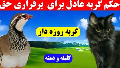 حکایت قضاوت گربه روزه دار