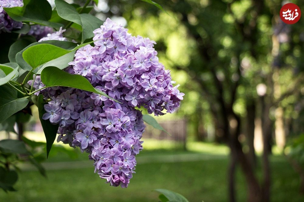 گیاه خوشبو برای کاشتن در ورودی خانه گیاه خوشبو برای کاشتن در ورودی خانه