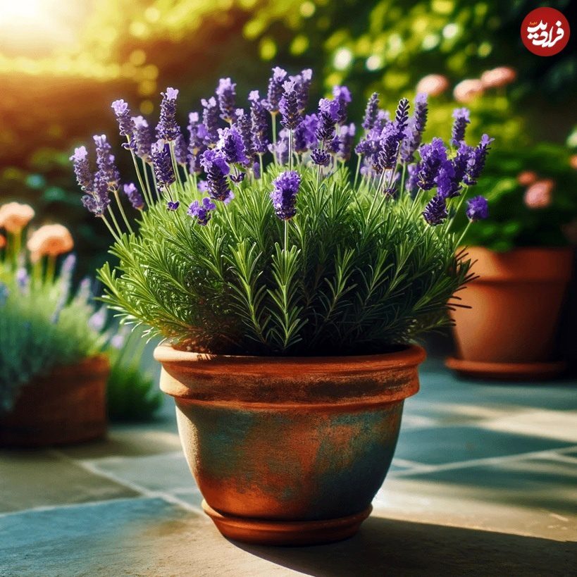 گیاه خوشبو برای کاشتن در ورودی خانه گیاه خوشبو برای کاشتن در ورودی خانه
