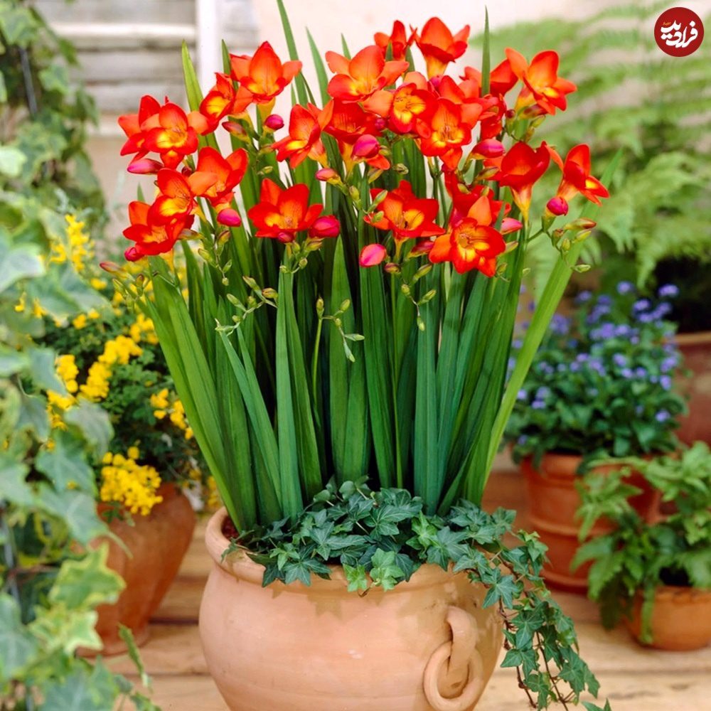 گیاه خوشبو برای کاشتن در ورودی خانه گیاه خوشبو برای کاشتن در ورودی خانه