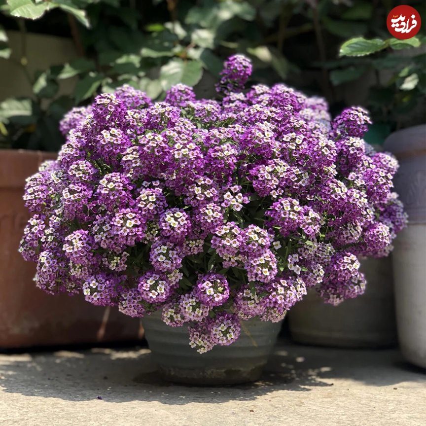 گیاه خوشبو برای کاشتن در ورودی خانه گیاه خوشبو برای کاشتن در ورودی خانه