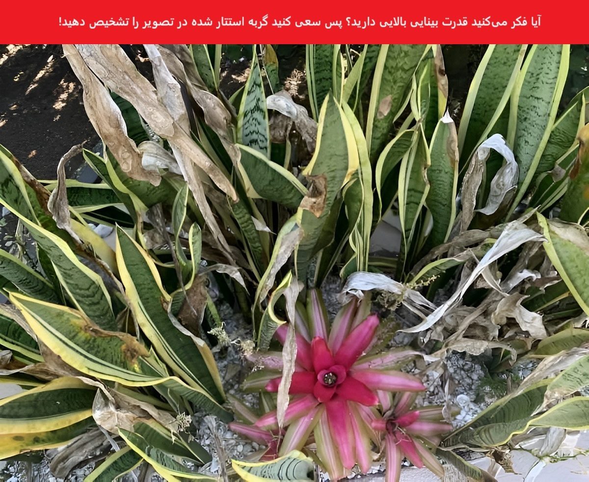 تست بینایی یافتن گربه میان گیاهان