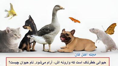 چیستان موجود خطرناک و وارونه اش آرام