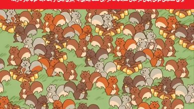 تست بینایی موش پنهان در میان سنجاب ها