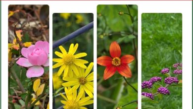 تست شخصیت براساس انتخاب گل زیباتر