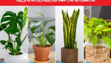 تست شخصیت شناسی با گیاهان