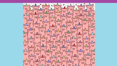 تست بینایی ۳ خوک بدون کلاه