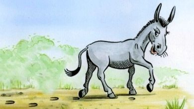 حکایت آموزنده الاغ و پیرمرد-1