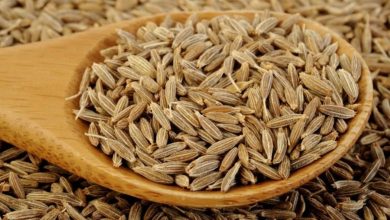 نگاهی علمی به زیره سبز با تأثیرات بزرگ بر سلامت